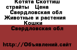 Котята Скоттиш страйты › Цена ­ 3 500 - Свердловская обл. Животные и растения » Кошки   . Свердловская обл.